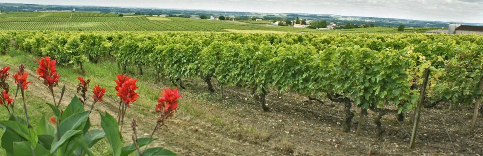 vignes1.jpg